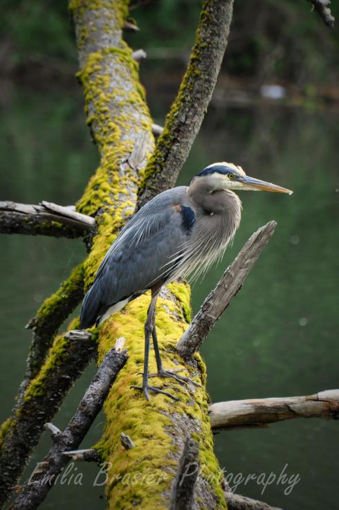 Camas, Washington Nature Photography - Blue Heron